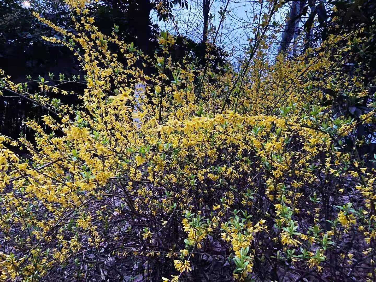 鋼城滿園鬧春花