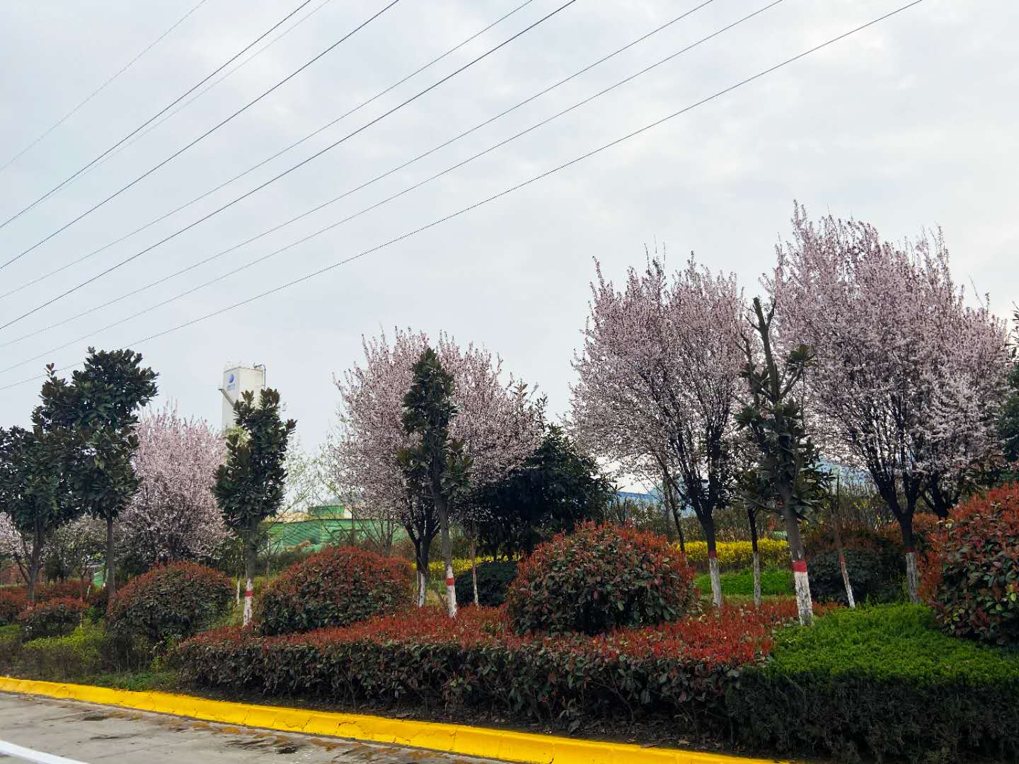 鋼城滿園鬧春花