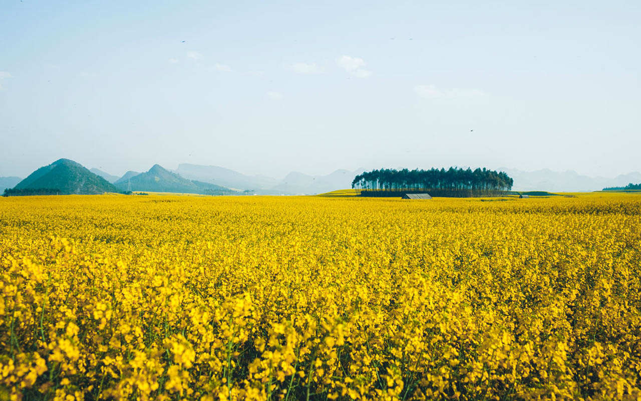 油菜花兒開