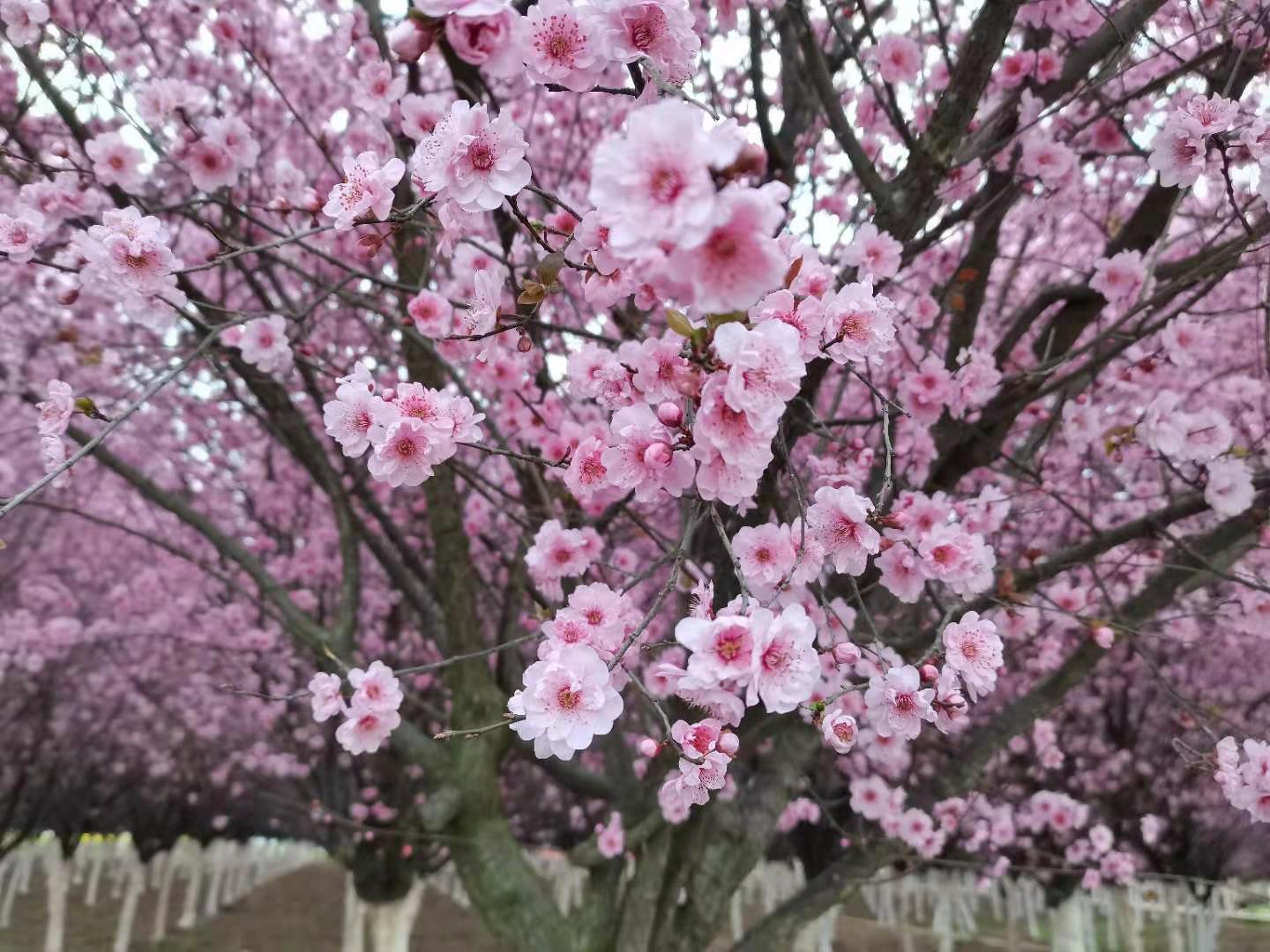 春日遐想