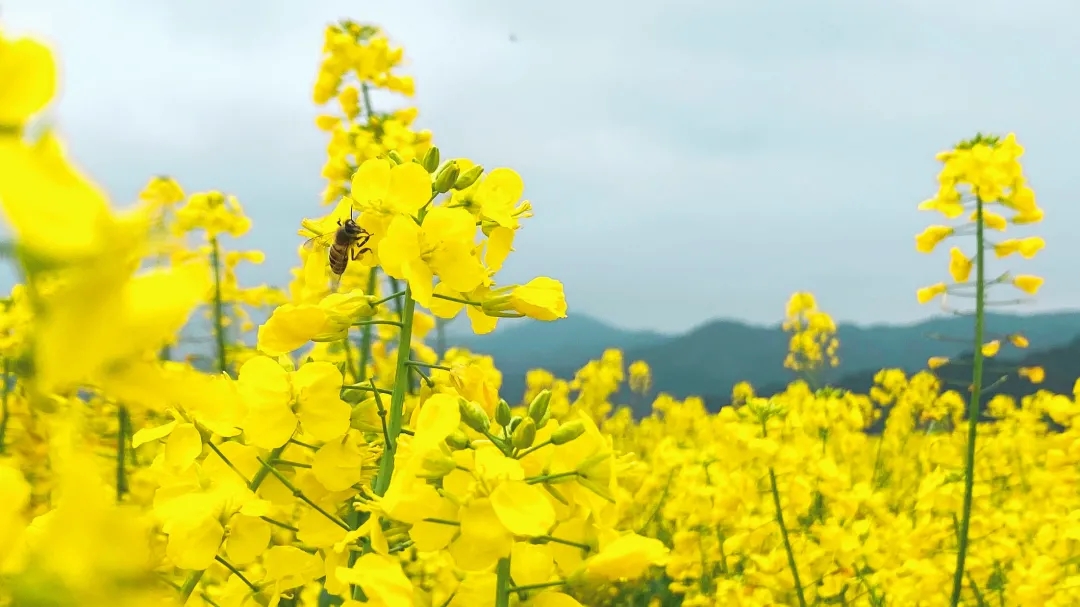 和春天一起，共赴油菜花海