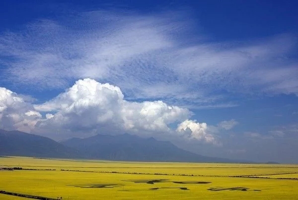 和春天一起，共赴油菜花海