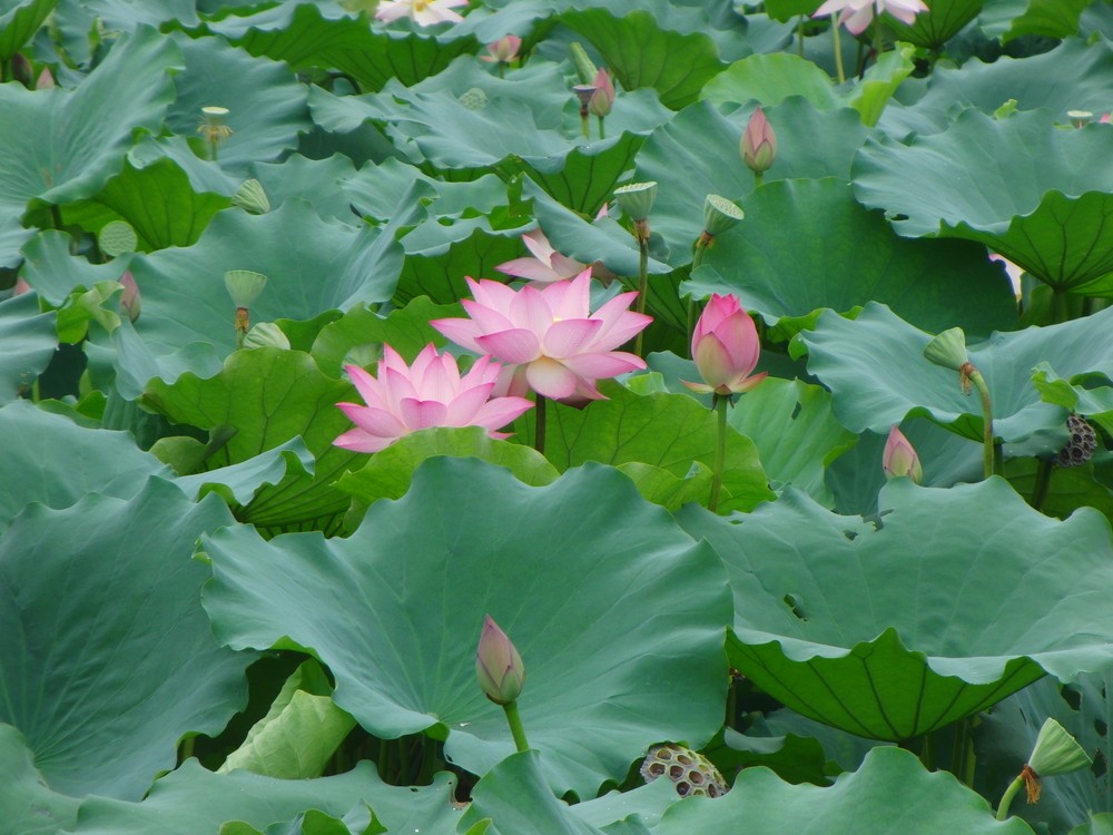 夏日蓮花