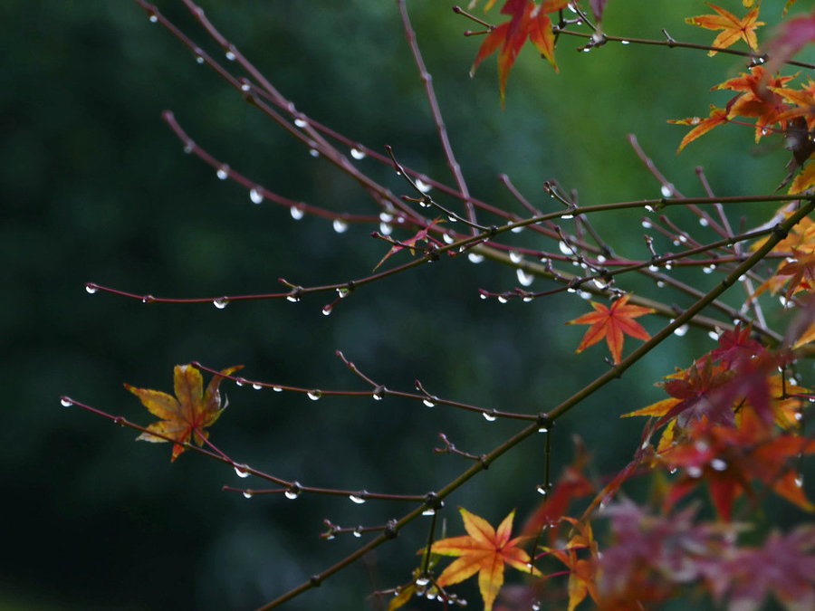 秋雨過(guò)，心未寒