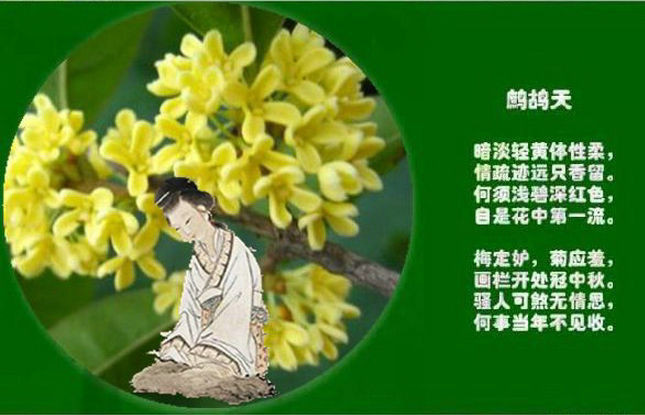 十里鋼城桂飄香 正是秋意正濃時(shí)