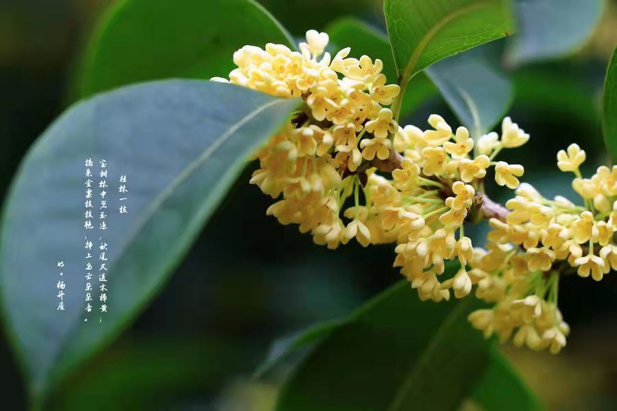 花香芬芳，時(shí)光染香