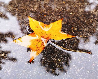 故鄉(xiāng)多雨的秋天