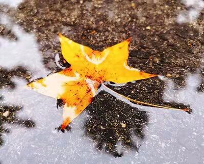 秋雨不問梧桐意  城有萬心各千尋