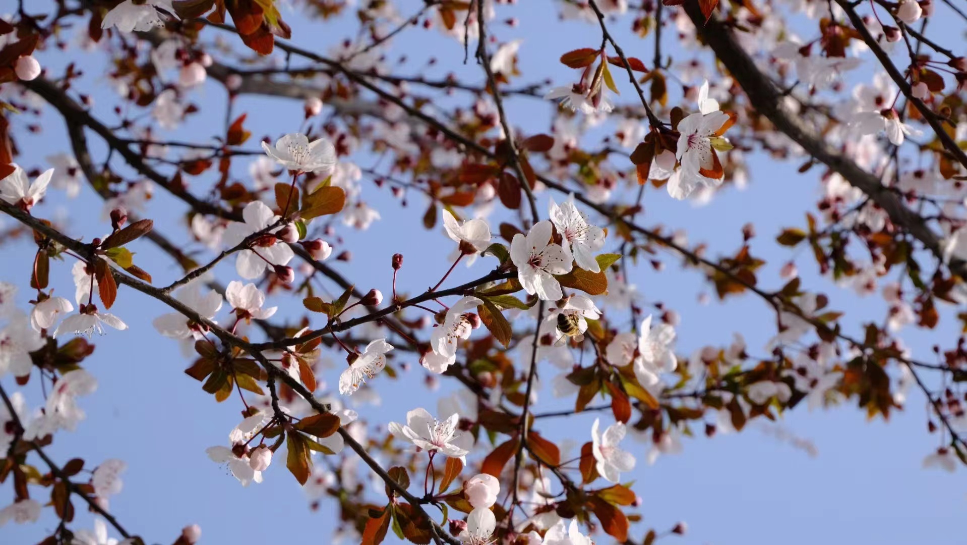 春花滿園香漢鋼