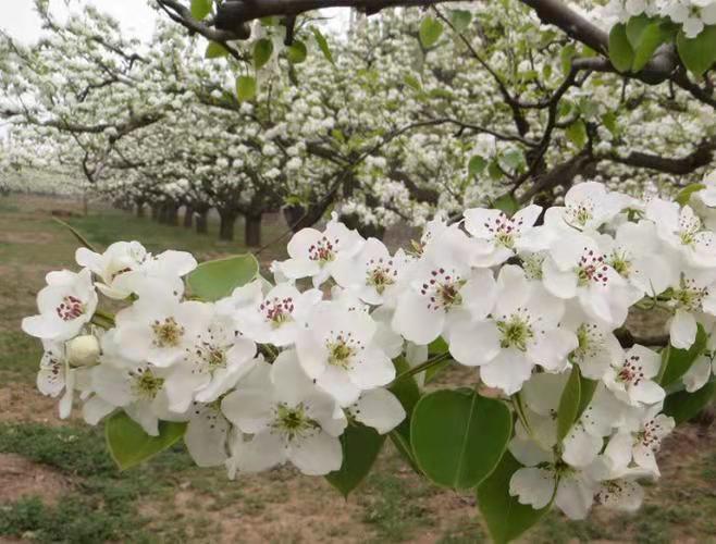 梨花開(kāi)又放