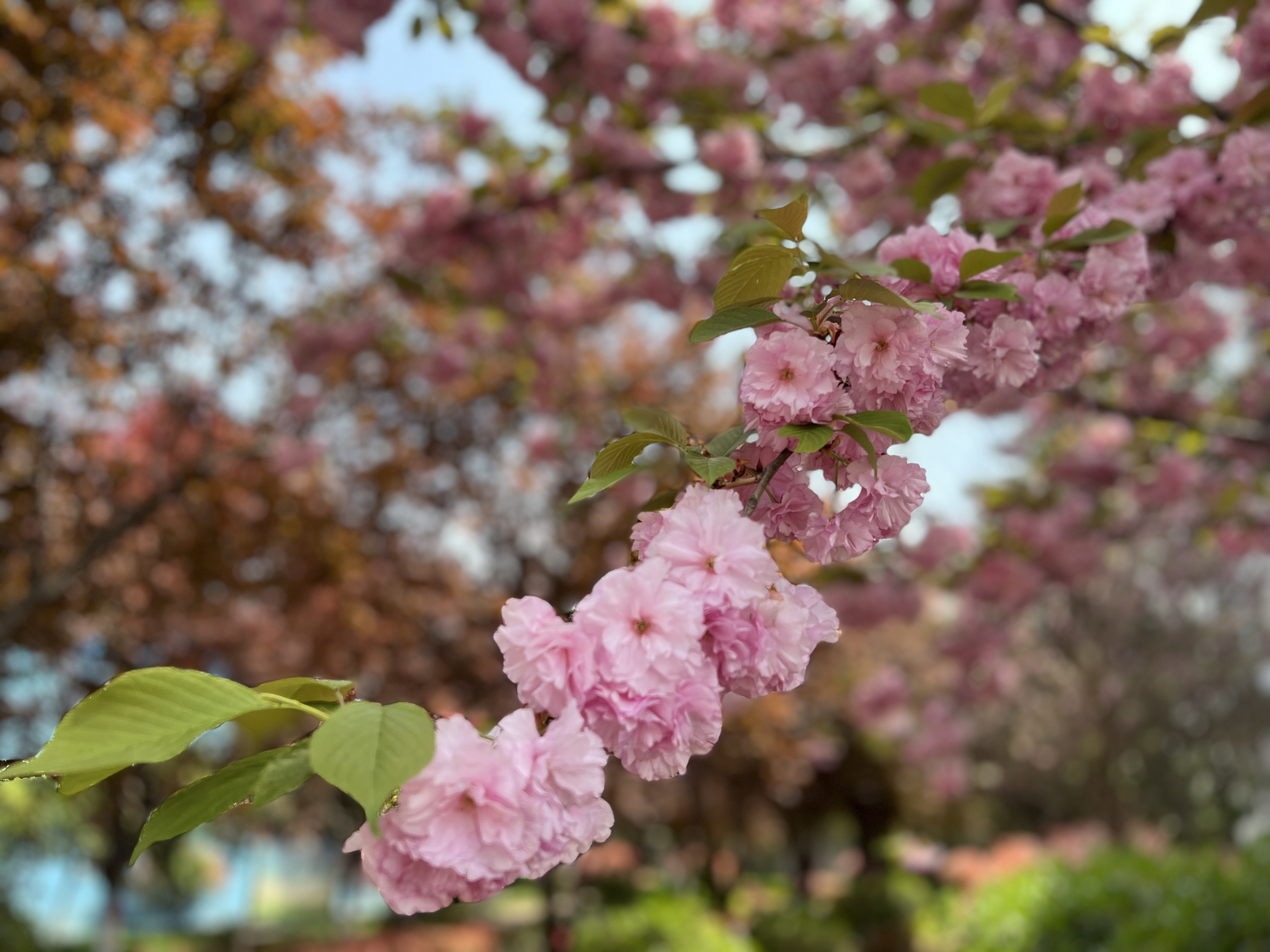 櫻花開又落