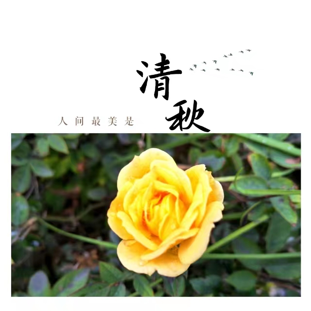 入眼皆是畫(huà)！打卡十里鋼城“花樣”秋天