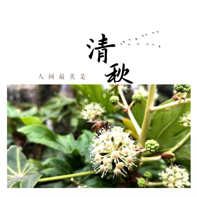 入眼皆是畫(huà)！打卡十里鋼城“花樣”秋天