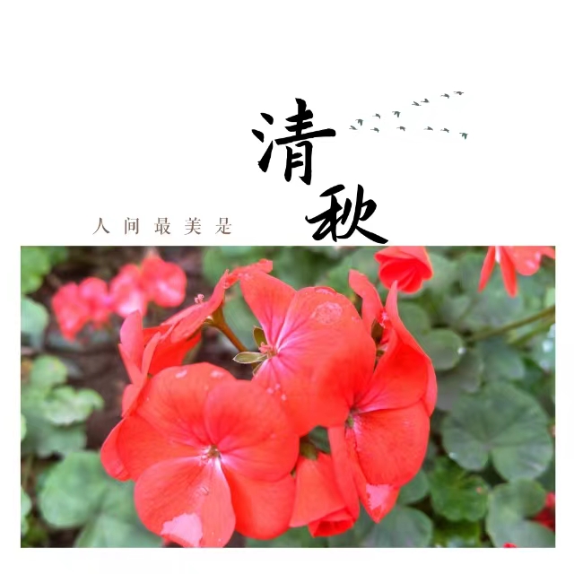 入眼皆是畫(huà)！打卡十里鋼城“花樣”秋天