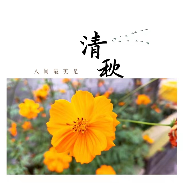 入眼皆是畫(huà)！打卡十里鋼城“花樣”秋天