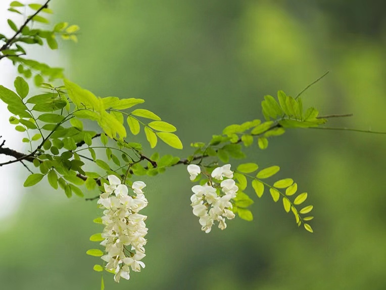 時(shí)光清淺，槐花情濃