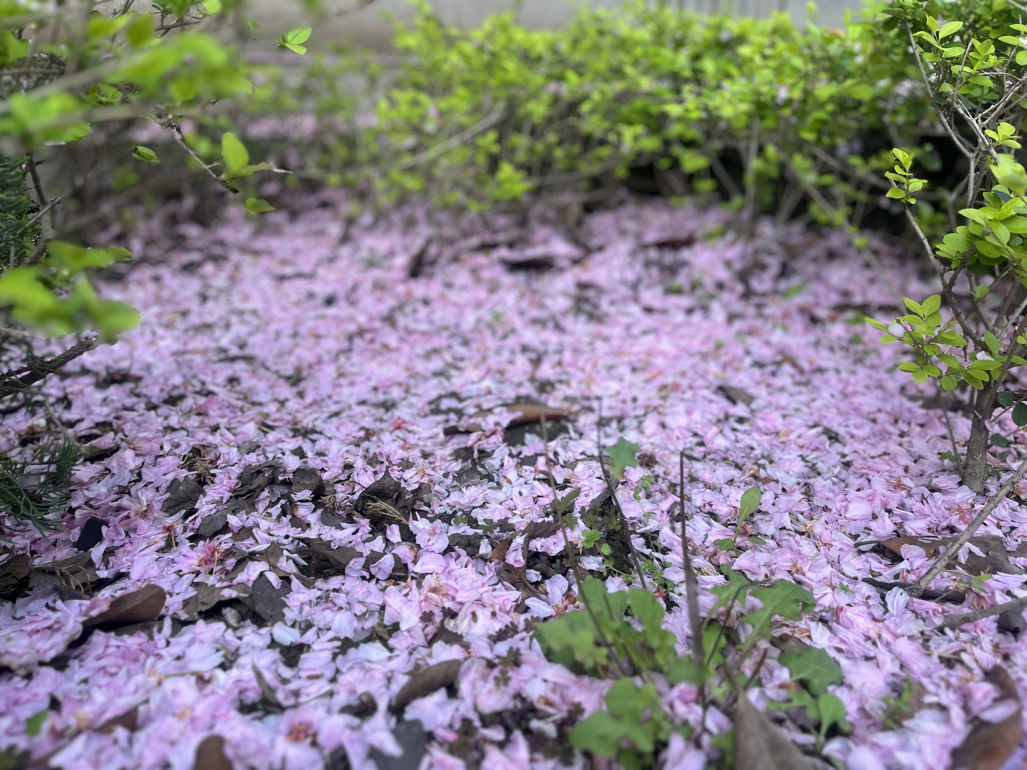 春到鋼城來打卡