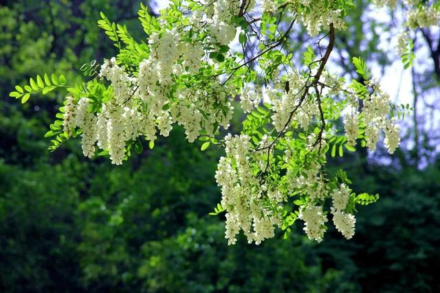 又是一年槐花開(kāi)