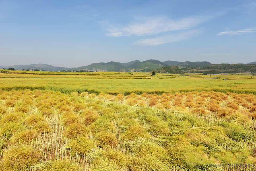 【鋼城文苑】又是一年菜馬黃