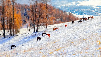 【鋼城文苑】最喜冬日?qǐng)鰣?chǎng)雪