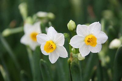 【鋼城文苑】“花”樣新年