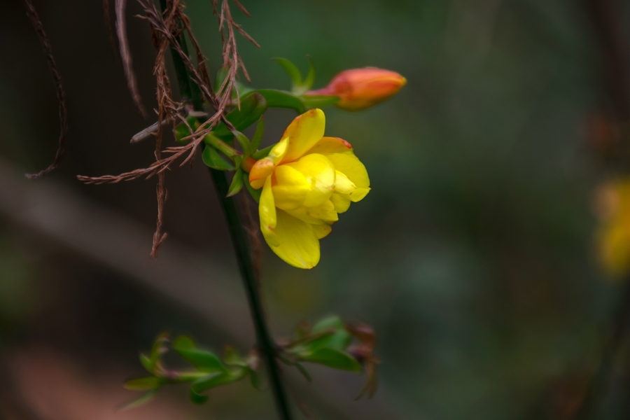 【鋼城文苑】迎春花開