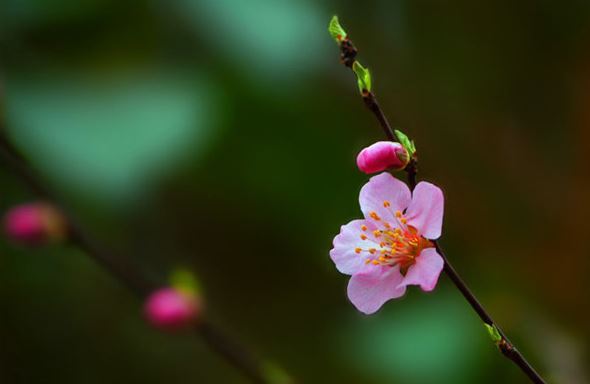 【鋼城文苑】春分后的鋼城