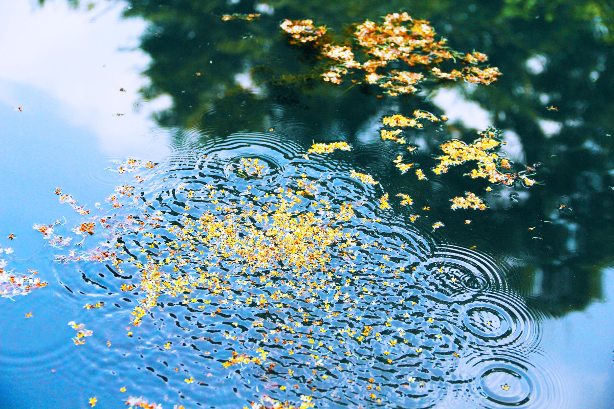 憑欄聽秋雨