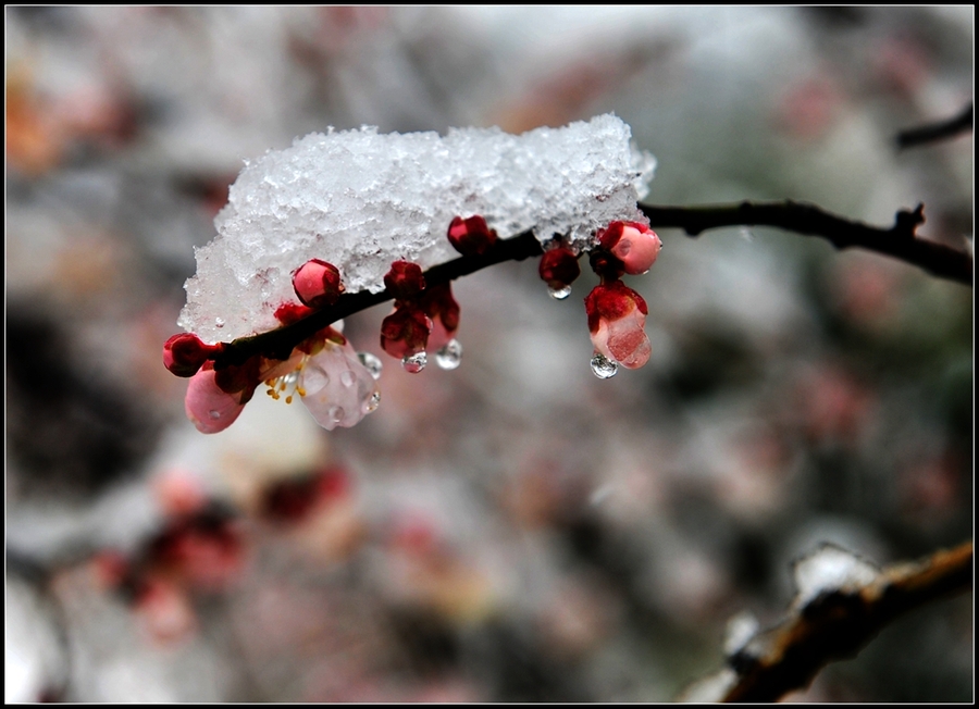 聽(tīng)，雪落下的聲音