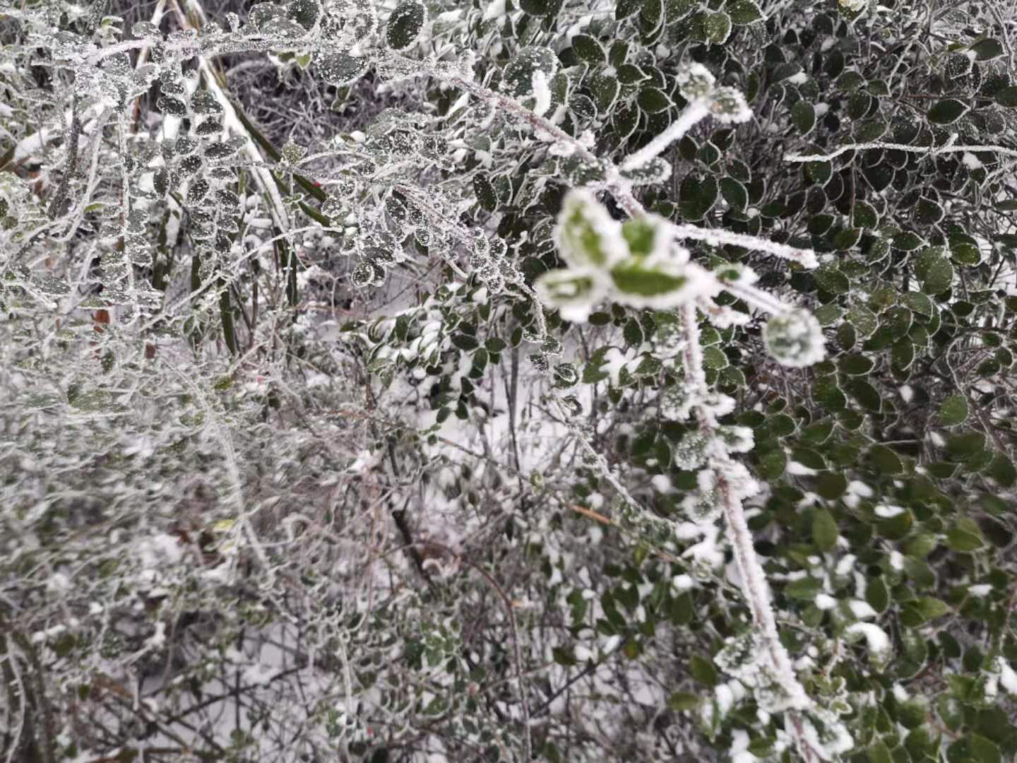 思慕冬雪