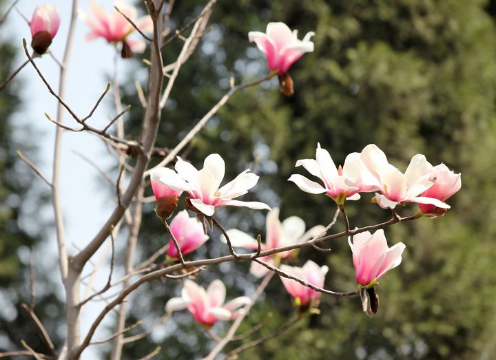 滿樹(shù)芳菲 旱蓮花開(kāi)